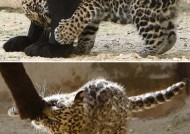 易游体育平台-关于超级联赛总决赛：约旦豹队大胜以色列勇士队的信息